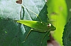 greater angle-winged katydid (3).jpg